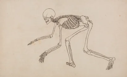 En komparativ anatomisk fremstilling av menneskekroppens struktur med en tiger og en vanlig fugl: Menneskeskjelett, sett fra siden