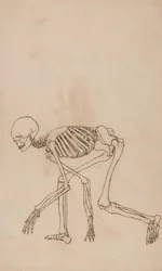 En komparativ anatomisk fremstilling av menneskekroppens struktur med en tiger og en vanlig fugl: Menneskeskjelett, sett fra siden