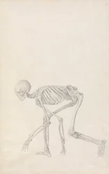 En sammenlignende anatomisk fremstilling av menneskekroppens struktur med en tigers og en vanlig fugls struktur: Menneskeskjelett, sidevisning (i hukende stilling; ferdig studie for en upublisert tabell)