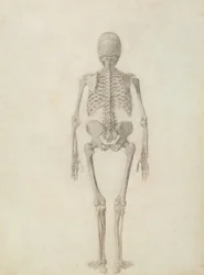 En sammenlignende anatomisk fremstilling av strukturen til menneskekroppen med strukturen til en tiger og en fugl: menneskeskjelett, posteriort syn