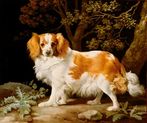 En lever og hvit King Charles Spaniel i et skogkledd landskap