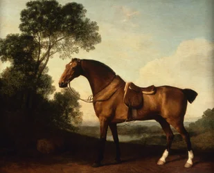 En saddled bay-jeger