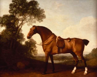 En saddled bay-jeger