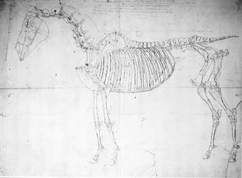 Anatomisk studie av en hest (penn og blekk og blyant på papir)