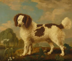 Brun og hvit Norfolk eller Vannspaniel