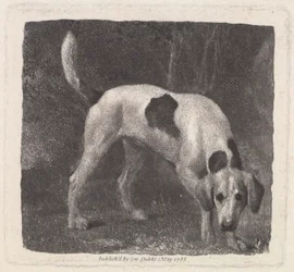 Dog (A Foxhound on the Scent) gravert av kunstneren, pub. 1788