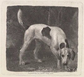 Hund [En revehund på duften]