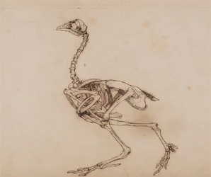 Dorking Hen Skeleton, Lateral View (Sannsynligvis forberedt på en upublisert nøkkelfigur)