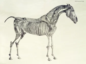 Femte anatomiske tabell, fra 