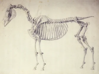 Fifth Anatomical Table, fra 