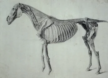 Fullført studie for det femte anatomiske bordet til en hest (grafitt på papir)