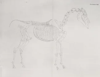 Første skjelettbord, fra 'The Anatomy of the Horse'