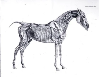 Fjerde anatomiske bord, fra 