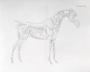 Fjerde anatomiske tabell, fra 