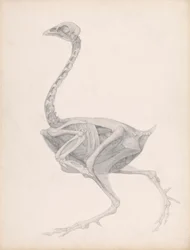 Fowl Body, Lateral View (Svært fullført studie for en upublisert tabell; viser siste fase i disseksjon)