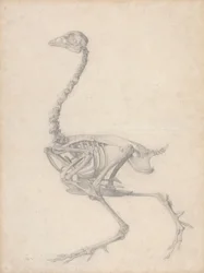 Fowl Skjelett, sidevisning (ferdig studie for tabell V)