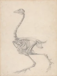 Fowl Skjelett, sidevisning (ferdig studie for tabell V)