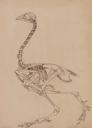 Fowl Skeleton, Lateral View (Studie for nøkkelfiguren til tabell V)