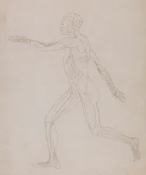 Menneskelig figur, sidevisning (relatert til tabell XIII, detaljert studie av blodårene som forsyner musklene)