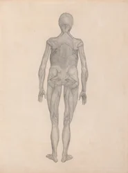 Menneskefigur, posterior sett (ferdig studie for en upublisert plate)