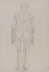 Menneskeskikkelse, posterior sett (konturtegning for nøkkelfigur til tabell XII)