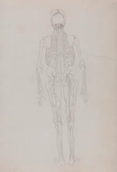 Menneskelig figur, posterior sett (konturtegning for en nøkkelfigur som viser det siste stadiet av disseksjon)