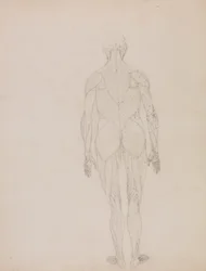 Menneskelig figur, posterior sett (konturtegning for nøkkelfigur til tabell XII)