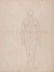 Menneskeskikkelse, posterior sett