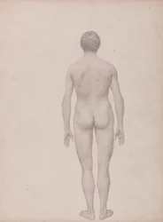 Menneskeskikkelse, posteriort, udissert (ferdig studie for tabell VII)