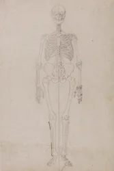 Menneskeskjelett, forfra (avsluttende studie)