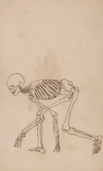 Menneskeskjelett, sidevisning