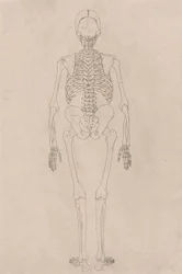 Menneskeskjelett, posterior sett (relaterer til tabell II)