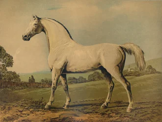 Mambrino. Oppdrettet av Lord Grosvenor, c1770-tallet, c1879.