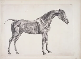 Plate fra The Anatomy of the Horse, ca. 1766