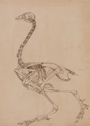 Studie av en fugl, sideutsikt, fra en sammenlignende anatomisk fremstilling av strukturen til menneskekroppen med den til en tiger og en fugl, 1795-1806 (penn og blekk og grafitt på tynt vevd papir)