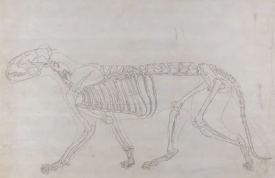 Studie av en tiger, sideutsikt, fra en sammenlignende anatomisk utstilling av strukturen til menneskekroppen med den til en tiger og en fugl, 1795-1806 (grafitt på tynt vevd papir)