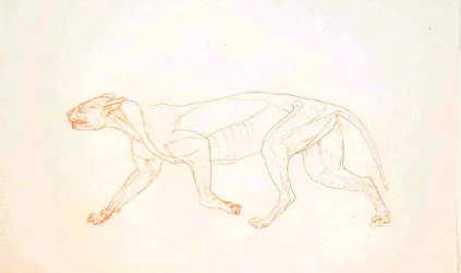 Studie av en tiger, sideutsikt, fra en sammenlignende anatomisk utstilling av strukturen til menneskekroppen med den til en tiger og en fugl, 1795-1806 (rød krittgrafitt på vevd papir)