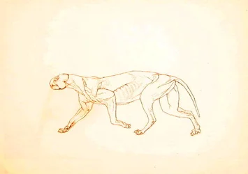 Studie av en tiger, sideutsikt, fra en sammenlignende anatomisk utstilling av strukturen til menneskekroppen med den til en tiger og en fugl, 1795-1806 (penn og blekk over rødt kritt på tynn vevd pap