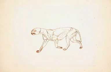 Studie av en tiger, sideutsikt, fra en sammenlignende anatomisk utstilling av strukturen til menneskekroppen med den til en tiger og en fugl, 1795-1806 (penn og blekk over rødt kritt på tynn vevd pap