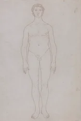 Studie av den menneskelige figuren, anterior view (konturtegning for tabell VI)