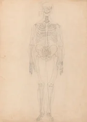 Studie av den menneskelige figuren, forfra, diagram for nøkkel til tabell I, fra en sammenlignende anatomisk fremstilling av strukturen til menneskekroppen med strukturen til en tiger og en fugl, ca. 1795-1806 (g