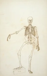 Studie av den menneskelige figuren, anterior View, fra "En sammenlignende anatomisk utstilling av strukturen til menneskekroppen med strukturen til en tiger og en vanlig fugl"