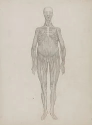 Studie av den menneskelige figuren, anterior View, fra 