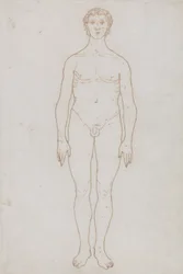 Studie av den menneskelige figuren, anterior View, fra 