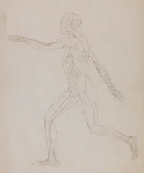 Studie av den menneskelige figuren, sidevisning, fra en sammenlignende anatomisk utstilling av strukturen til menneskekroppen med strukturen til en tiger og en fugl, ca. 1795-1806 (grafitt på papir)