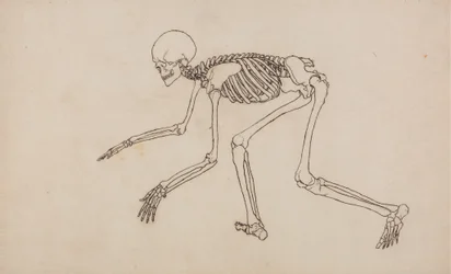 Studie av den menneskelige figuren, sidevisning, fra en sammenlignende anatomisk fremstilling av strukturen til menneskekroppen med strukturen til en tiger og en fugl, 1795-1806 (penn og blekk over grafitt på vev)