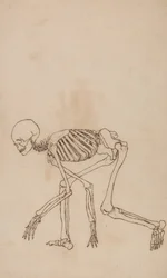 Studie av den menneskelige figuren, sidevisning, fra en sammenlignende anatomisk fremstilling av strukturen til menneskekroppen med strukturen til en tiger og en fugl, 1795-1806 (penn og blekk over grafitt på vev)