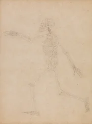 Studie av den menneskelige figuren, sidevisning, fra "En sammenlignende anatomisk utstilling av strukturen til menneskekroppen med strukturen til en tiger og en fugl"