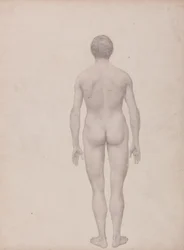 Studie av den menneskelige figuren, posterior sett, udissekert, fullført studie for tabell VII, fra en sammenlignende anatomisk fremstilling av strukturen til menneskekroppen med strukturen til en tiger og en fugl