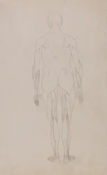 Studie av den menneskelige figuren, posteriort syn, fra en sammenlignende anatomisk utstilling av strukturen til menneskekroppen med strukturen til en tiger og en fugl, ca. 1795-1806 (grafitt og blekk på papir)